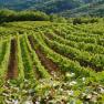 Vineyards in the Wachau with green vines and hills in the background.
