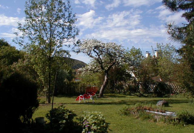 A garden with a flowering tree, two red deckchairs and a small pond.