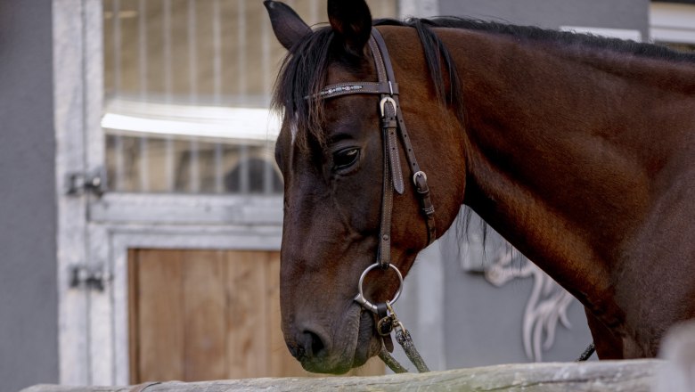 Hippo Campus, © Martina Siebenhandl Hippo Campus, horse and dog
