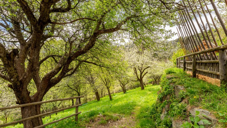 Natur rund um den Kronaushof., © Wiener Alpen / Christian Kremsl