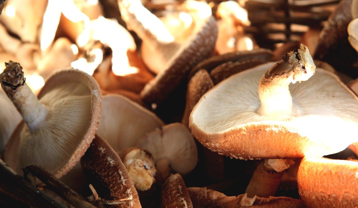 Close-up of mushrooms in a basket, illuminated by sunlight.