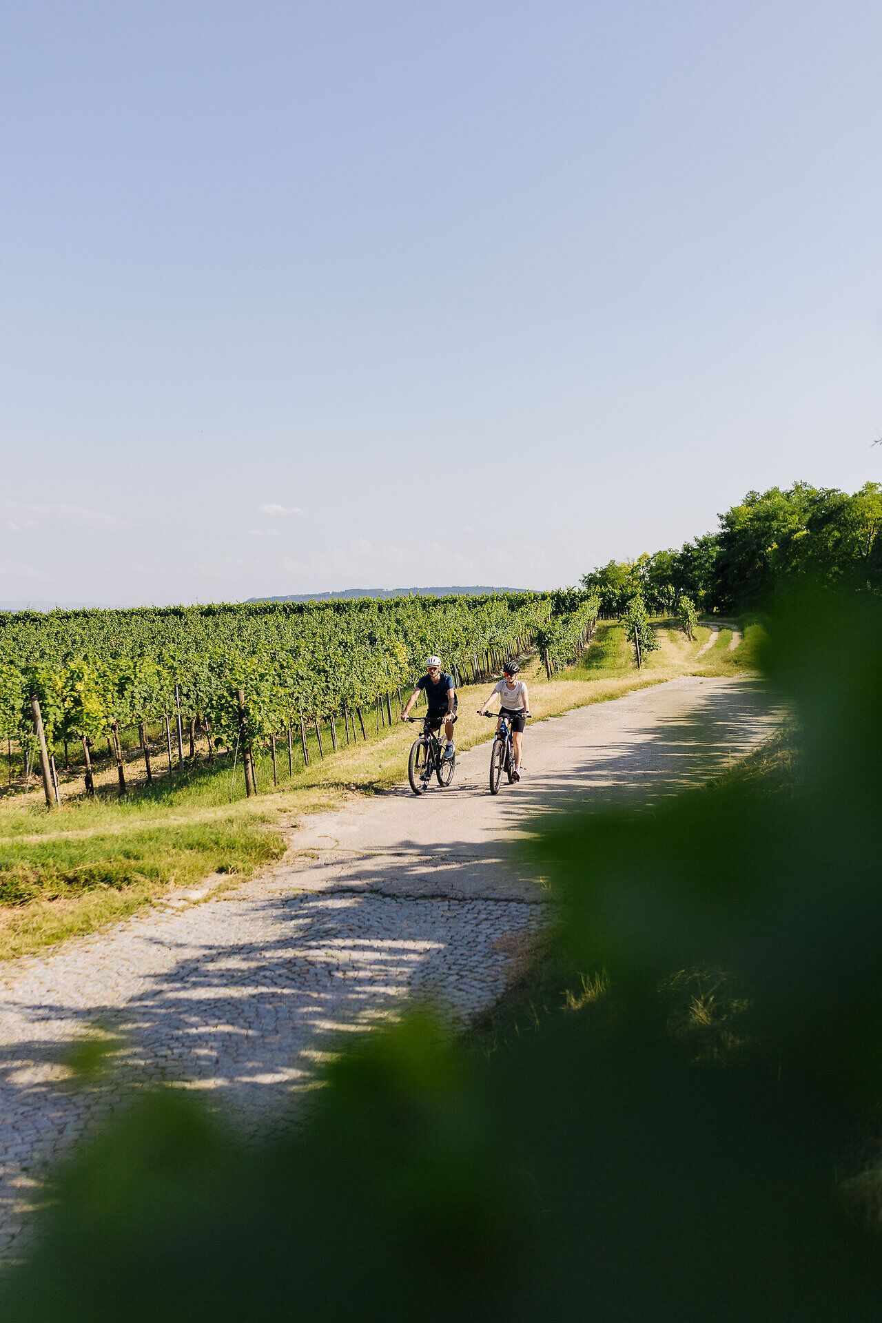 A pair of cyclists ride along a path in the vineyards.