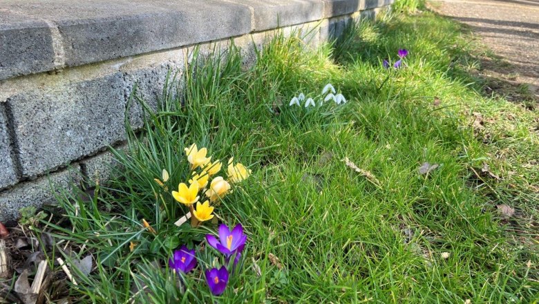 Harbingers of spring, © Landhof Lydia