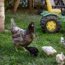 Hens and chicks in a meadow with a toy tractor in the background.