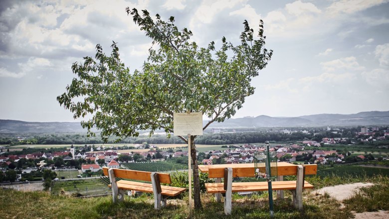 Two benches under a tree with a view of a village and hills in the background.