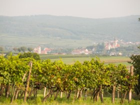 Blick auf Pulkau, &copy; Astrid Bartl