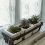 Three succulents in white pots on a windowsill with curtains.