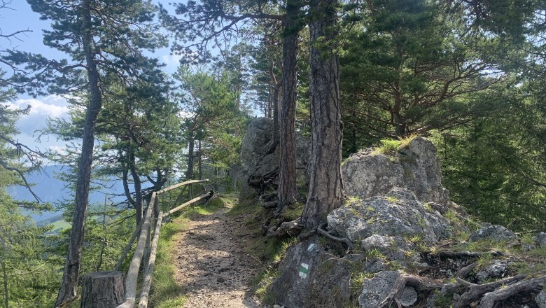 Forest path with wooden railings and rocks, surrounded by trees.