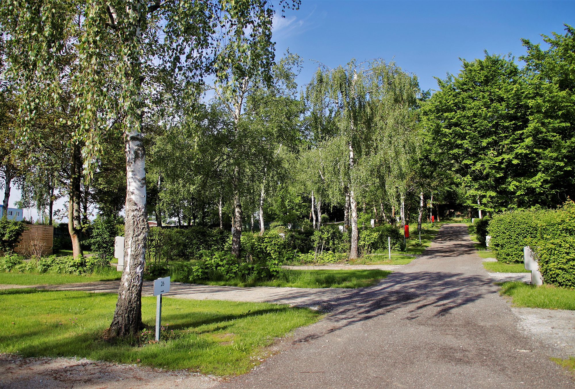 A path leads through a green park with birch and other trees under a blue sky.