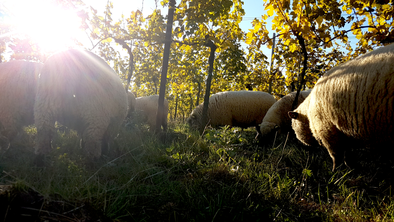 Sheep grazing in a vineyard at sunset.