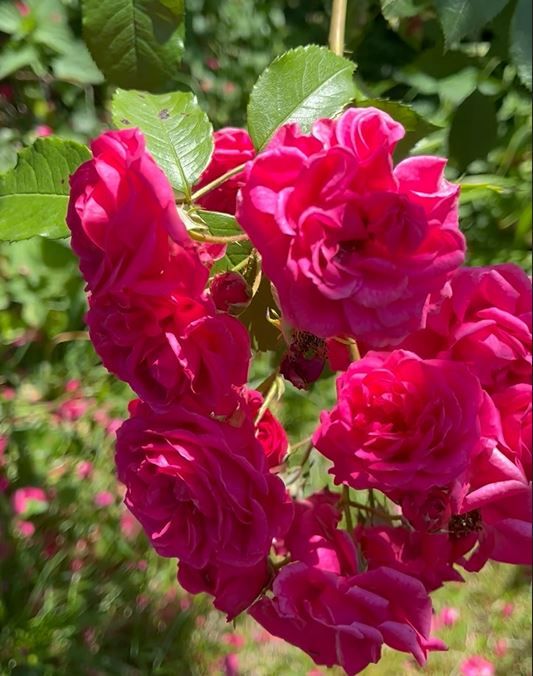 Close-up of bright pink rose petals in the sunlight.