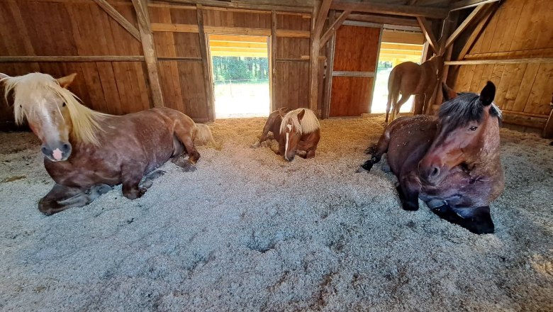 Horses, © Birgit Libal