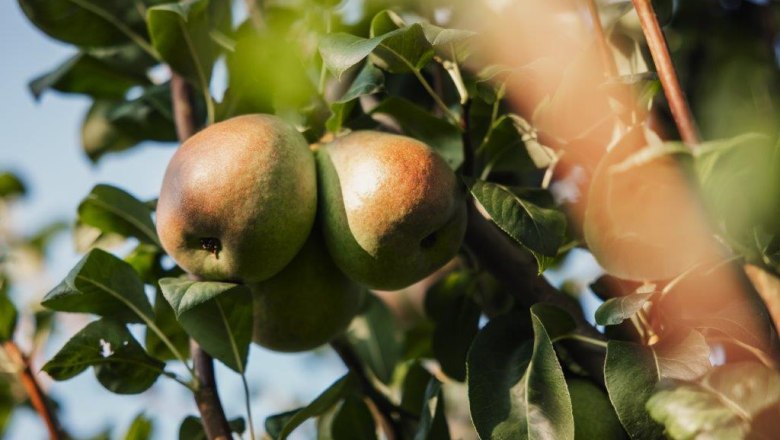 Altenriederer fruit farm, © Monika Jungwirth, Karma & Pitch