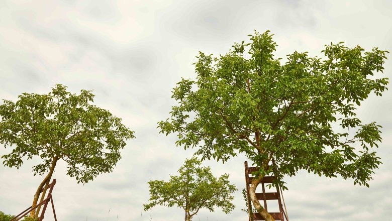 Three young trees with supports on a meadow under a cloudy sky.