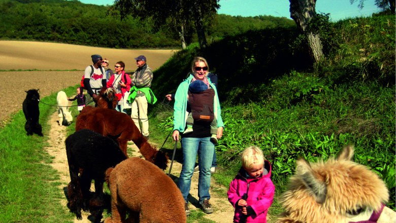 Group of people with alpacas on a hiking trail in a rural setting.