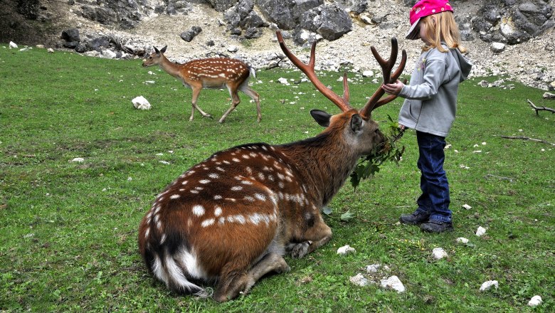 A child feeds a sitting deer in Ernstbrunn Wildlife Park.