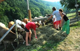 Feeding time: The cows in the meadow look forward to a replenishment of hay, © Josef Schmidt