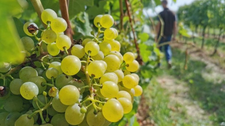 Close-up of green grapes in a vineyard with a blurred person in the background.