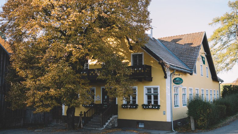 Yellow inn with a large tree in front of it, fall foliage, on the outskirts of Zwettl.