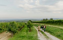 Two people walk past a large sculpture made of spherical elements, surrounded by vineyards.