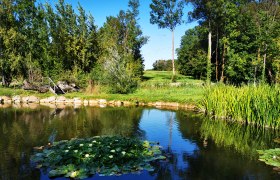 A pond with water lilies, surrounded by trees and reeds, under a clear blue sky.