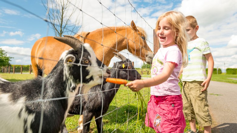 Children feeding animals in the petting zoo.