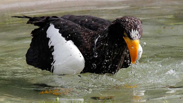 Steller’s sea eagle, © Greifvogelzentrum