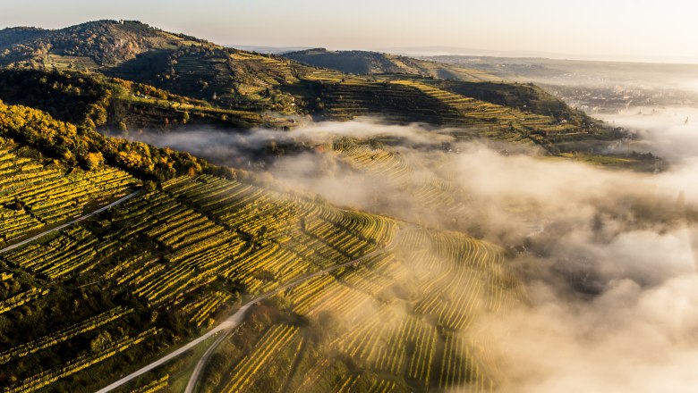 When the fog-covered wine landscape appears., © Niederösterreich Werbung/Robert Herbst
