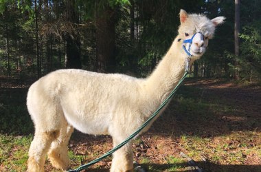 Off to the alpacas in the Waldviertel!, &copy; Waldviertel Tourismus