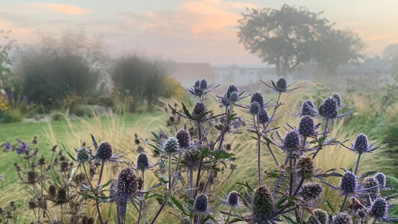 Landscape with thistles in the foreground and foggy background at sunset.