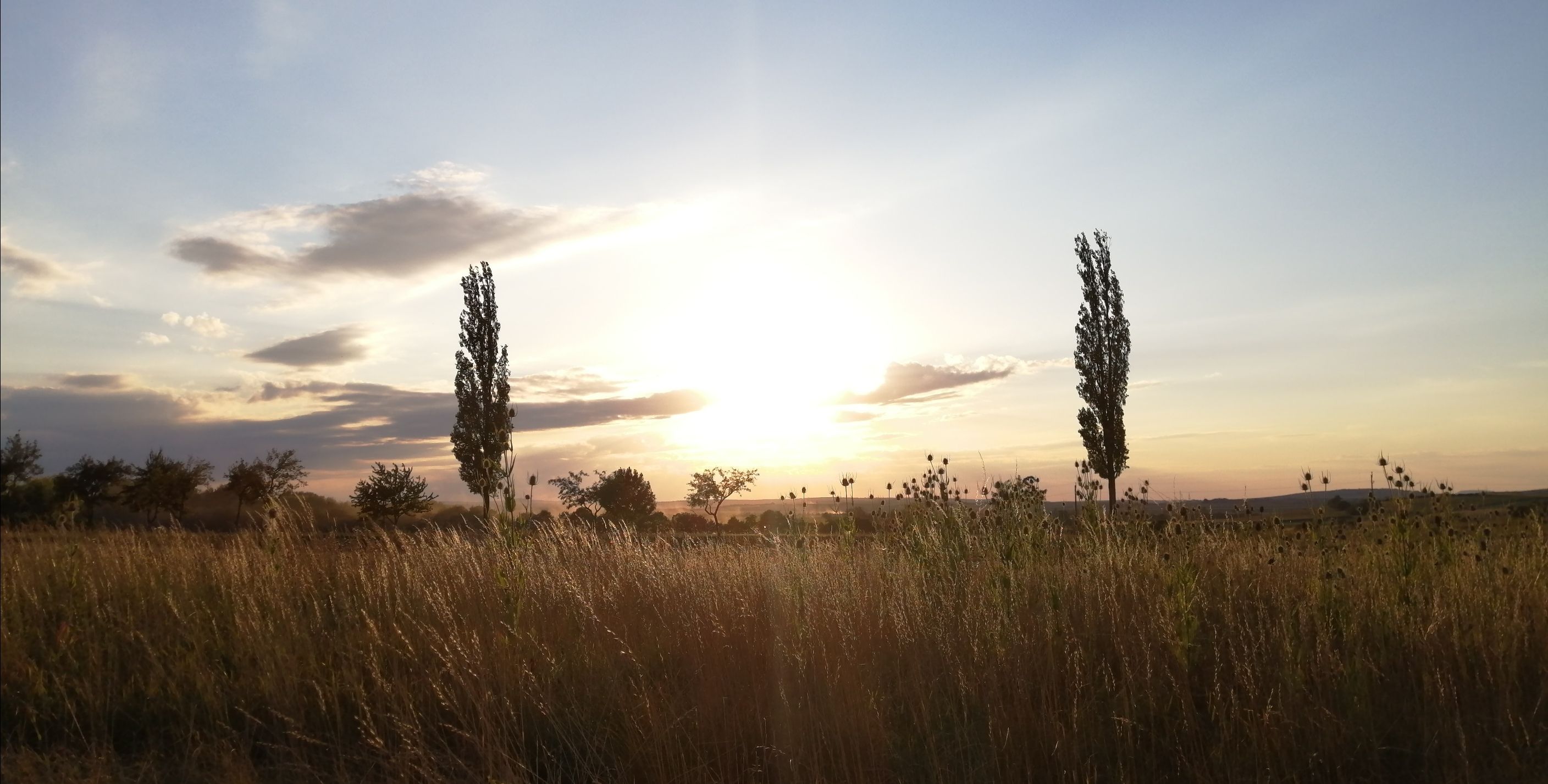 Sunset over a field with trees and tall grass.