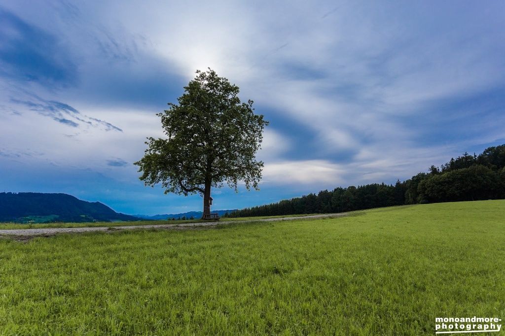 The lonely tree