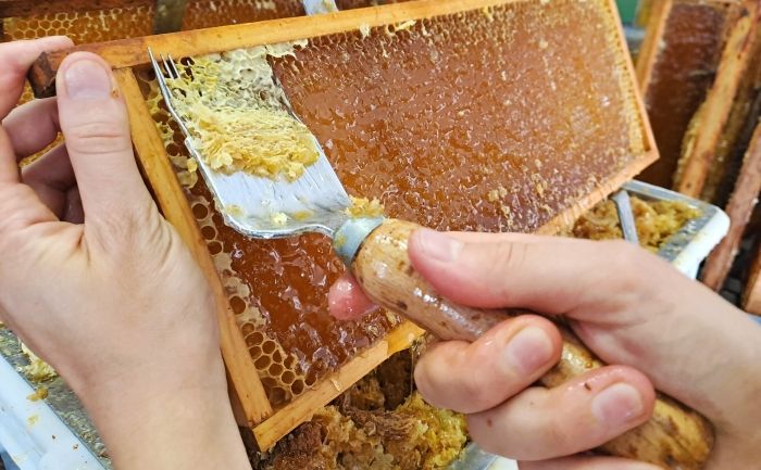 A person removes the wax layer from a honeycomb with an uncapping fork.