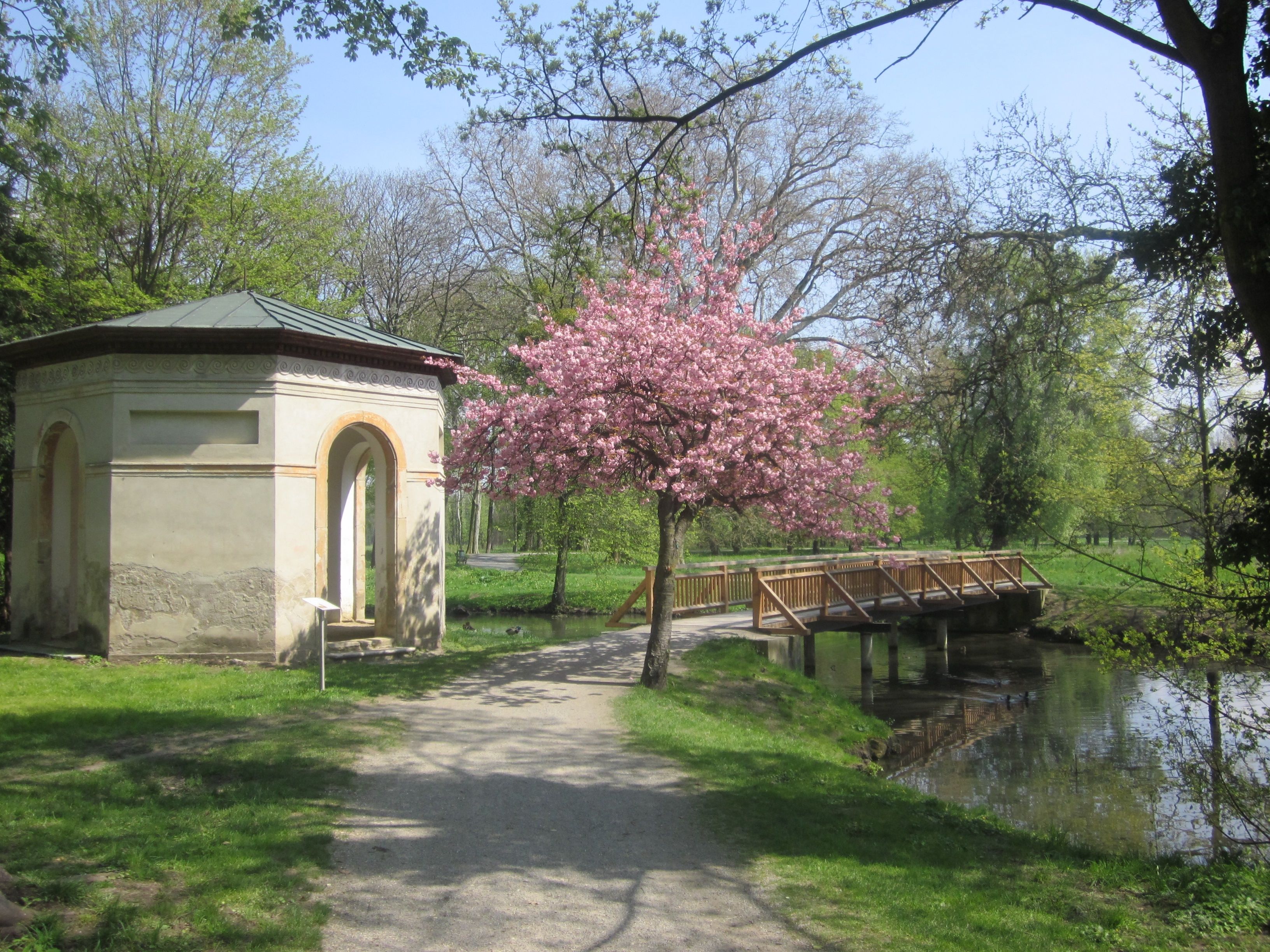 Pavilion in the park in spring with blossoming tree
