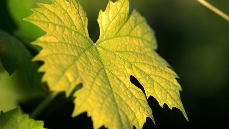 Close-up of a vine leaf in the sunlight.