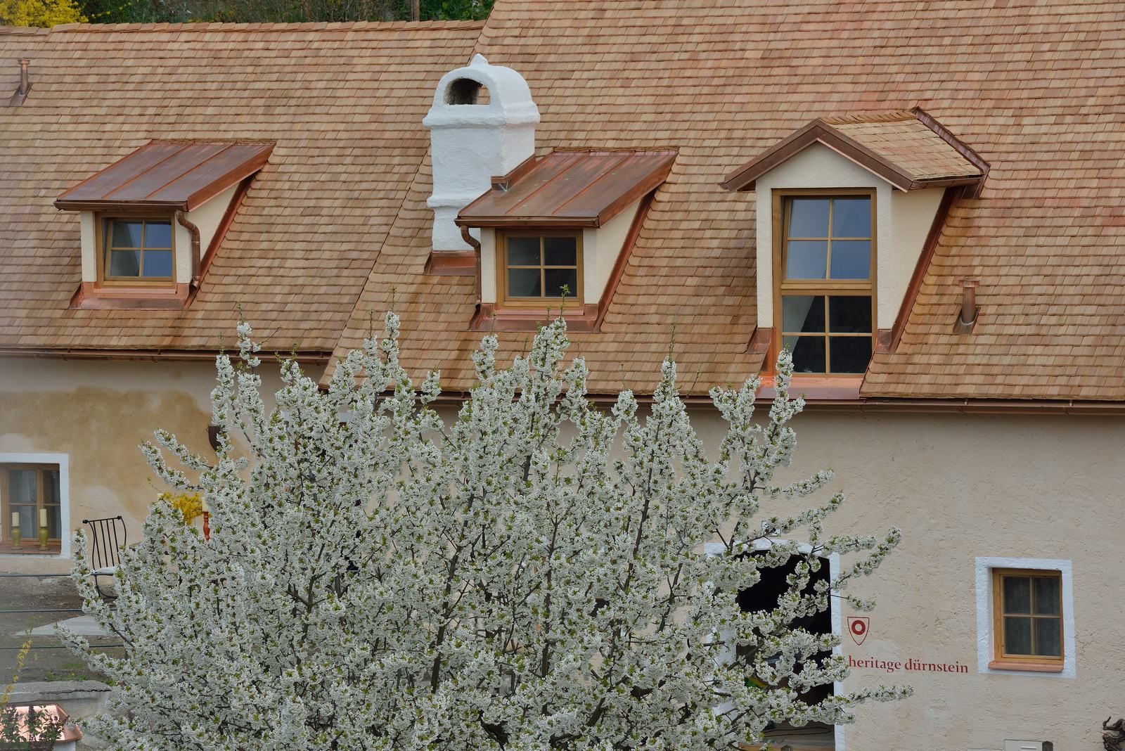Flowering tree in front of a traditional house with dormer windows in Dürnstein.