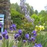 A blooming garden with purple and yellow flowers, a stone wall and a blue bench.