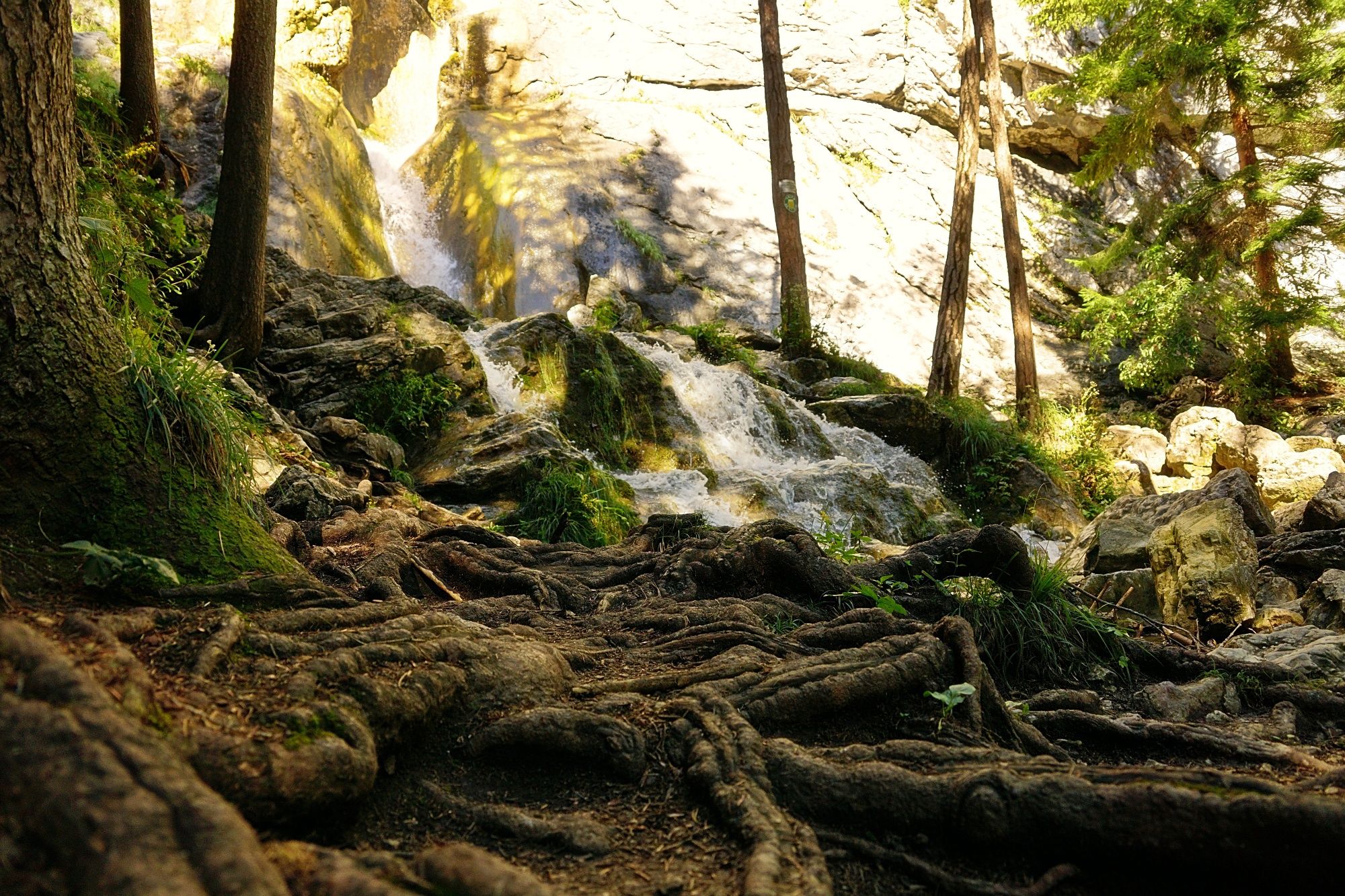 A waterfall flows over rocks in a wooded area with visible tree roots in the foreground.