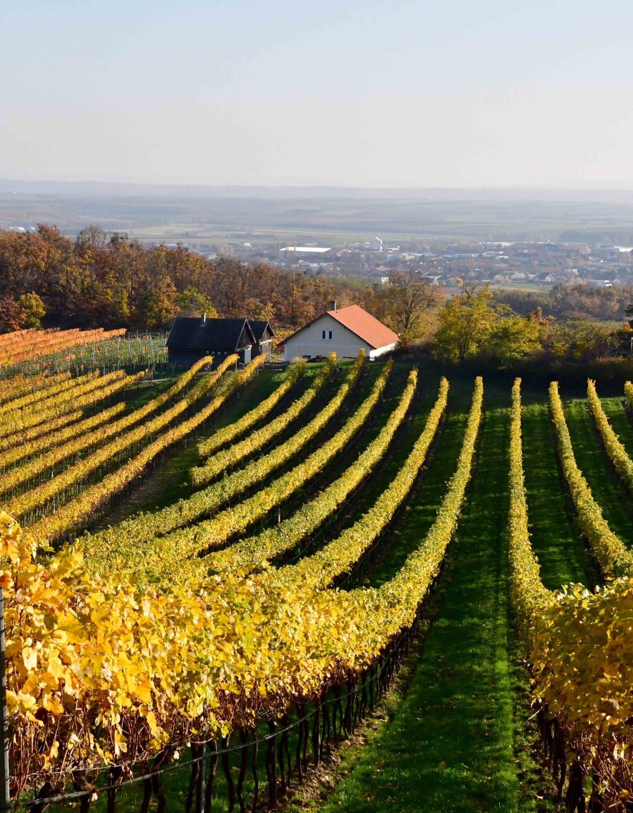 Vineyards with yellow leaves and a small house in the background.