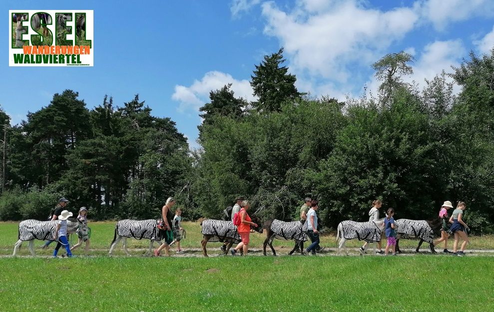 Donkey trekking