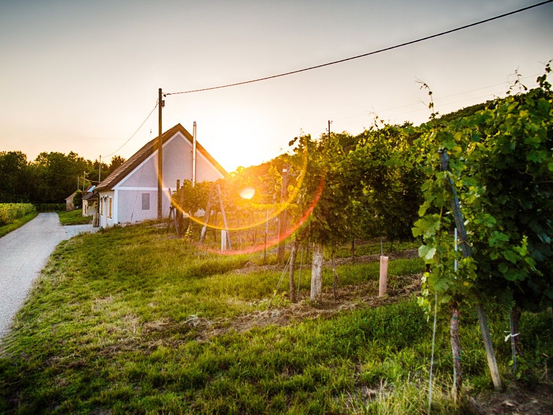 Feuersbrunn wine cellar lane, vineyards and cellars at sunset