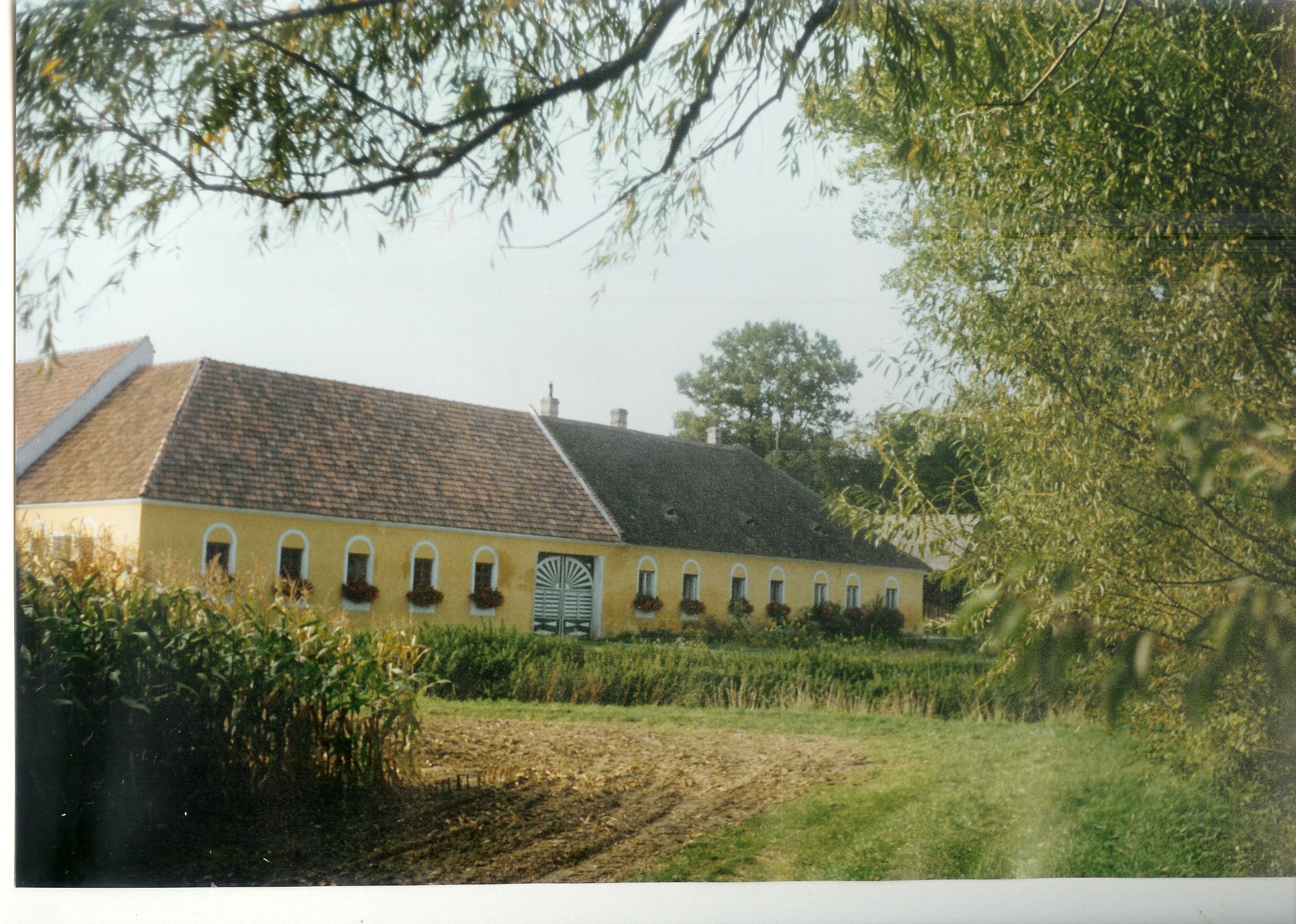 A yellow farmhouse with flowers in the windows, surrounded by trees and fields.