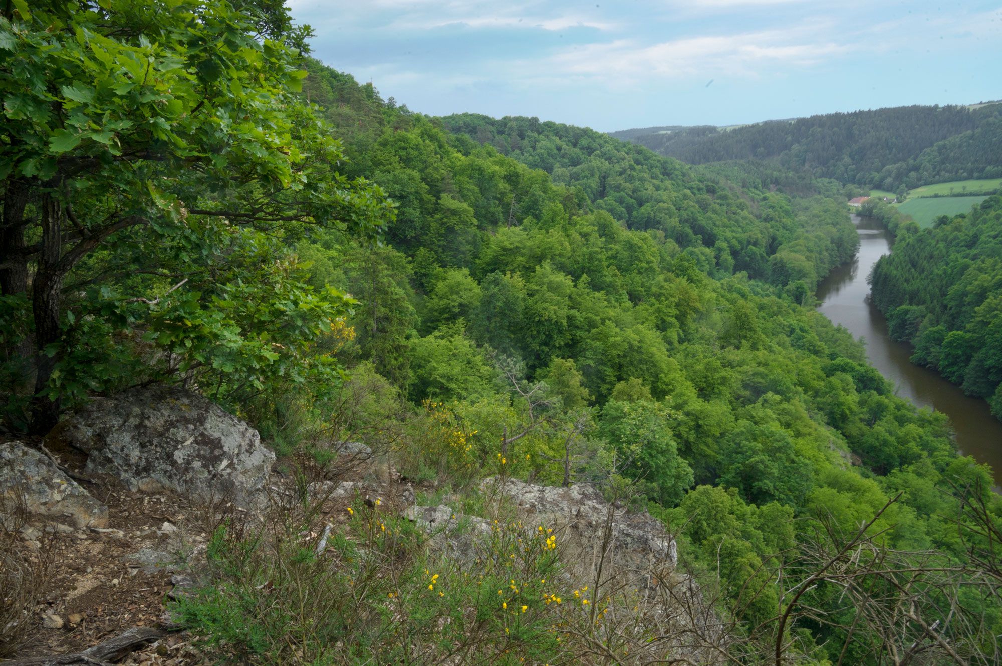 View of a dense, green forest with a river meandering through the landscape.