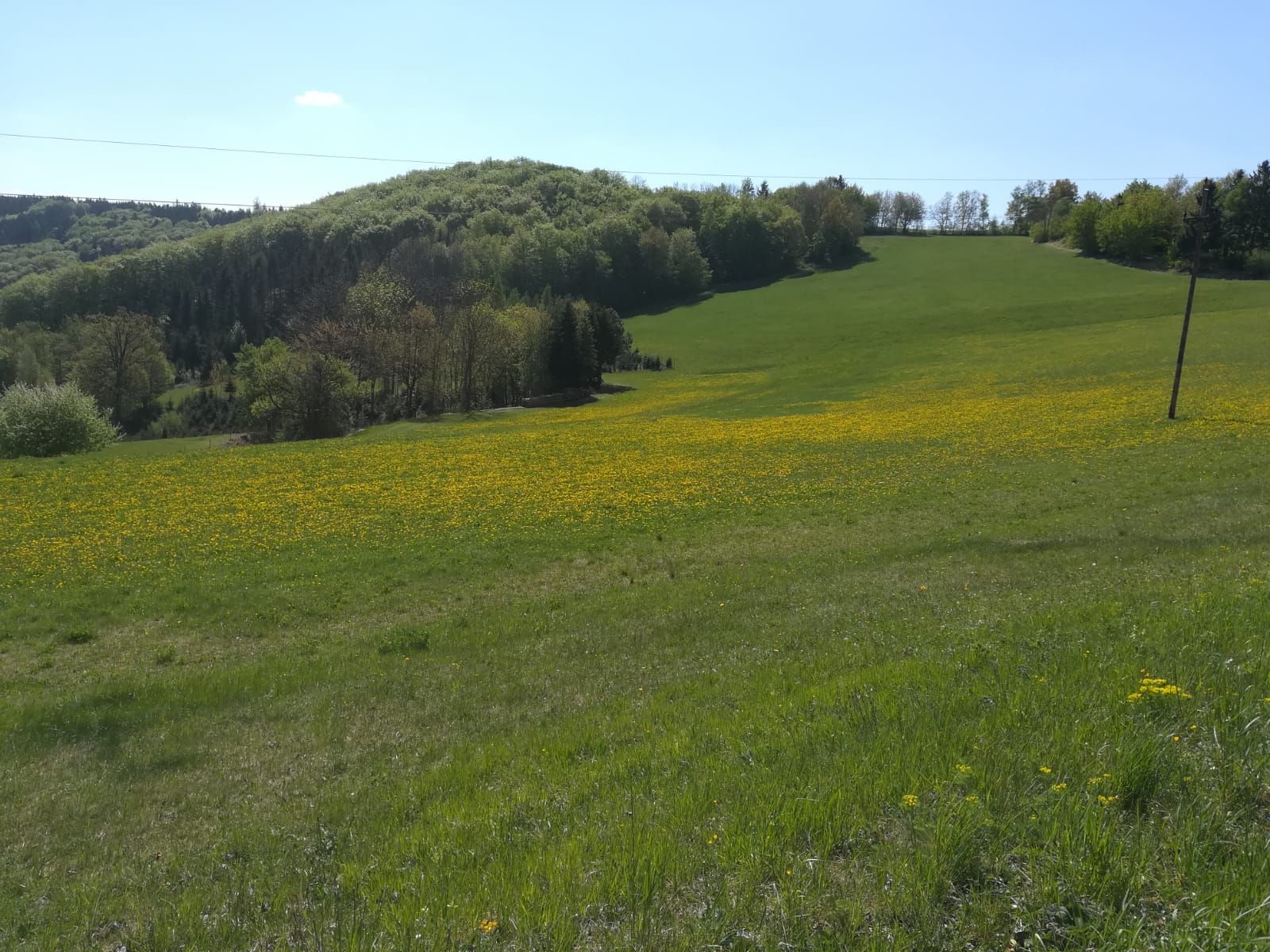 Green meadow with yellow flowers in front of a wooded hill under a blue sky.