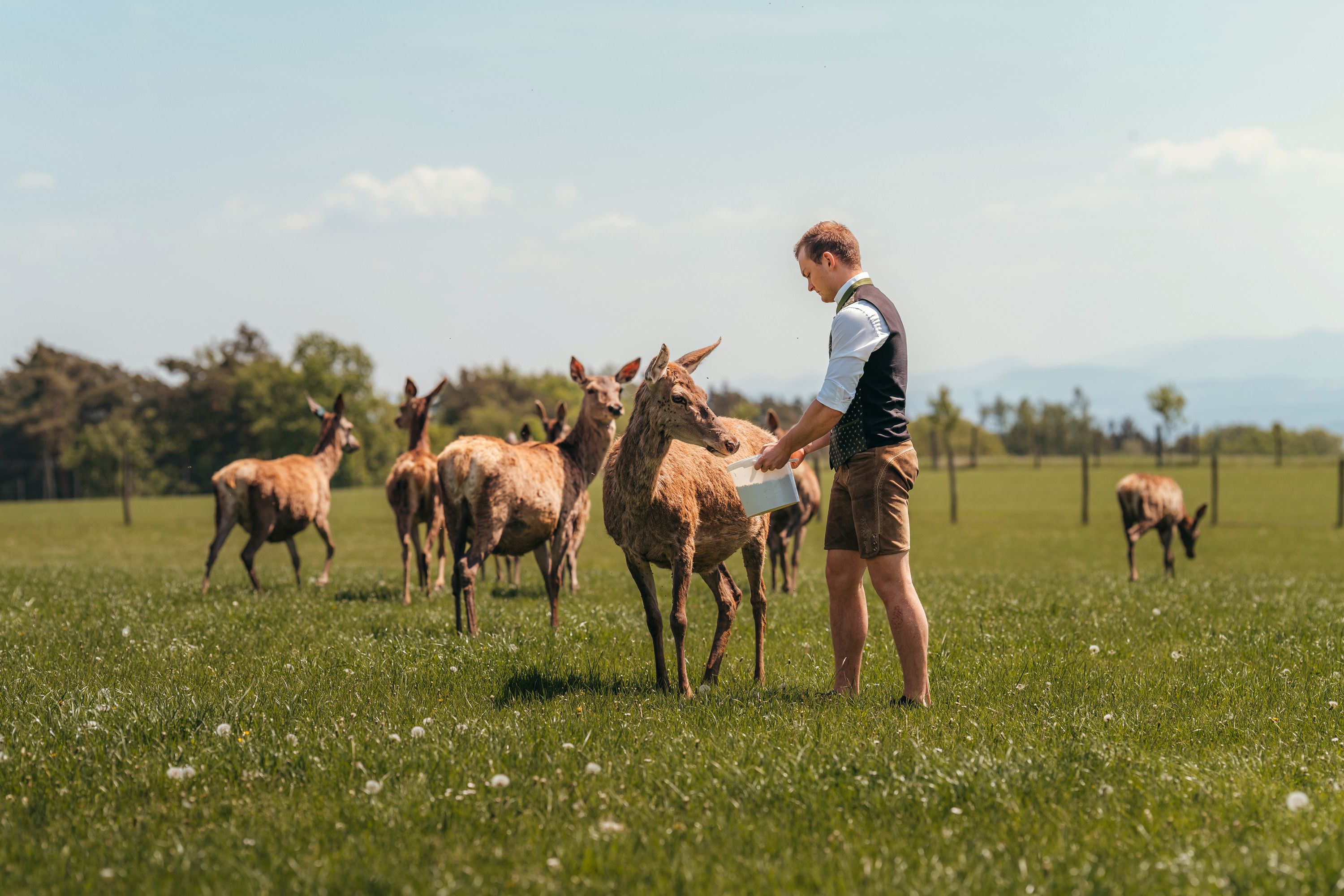 Junior Langthaler feeds red deer in a meadow.