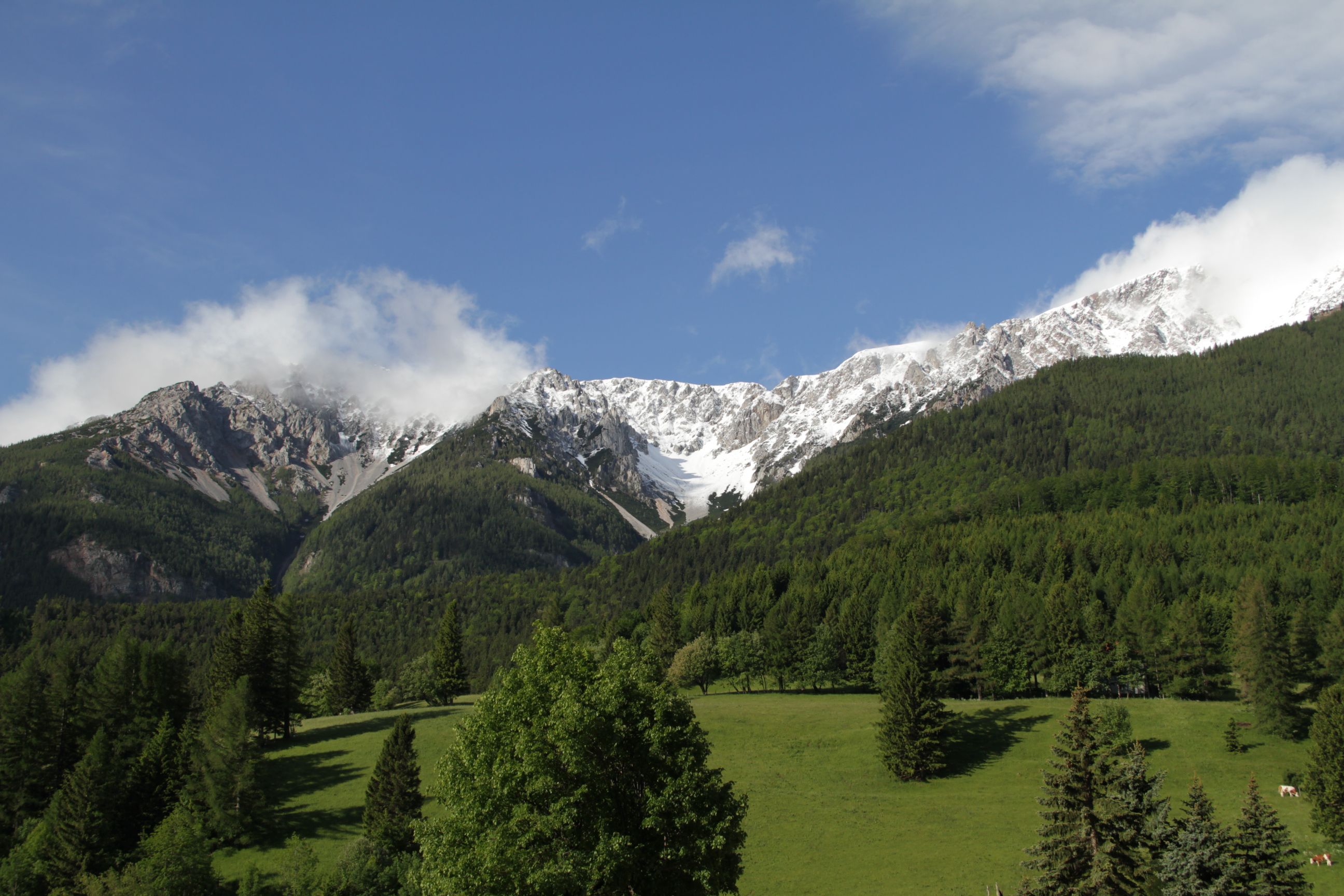 View of snow-covered mountains with green forests in the foreground and a blue sky.