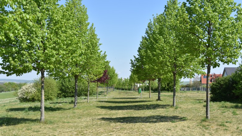 Avenue of Love, © StadtGemeinde Mistelbach / Mag. Mark Schönmann