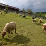 Sheep at the Esperanza farm, © Mag.a Martina Kotzina, Esperanza- Zentrum für tierunterstützte Pädagogik