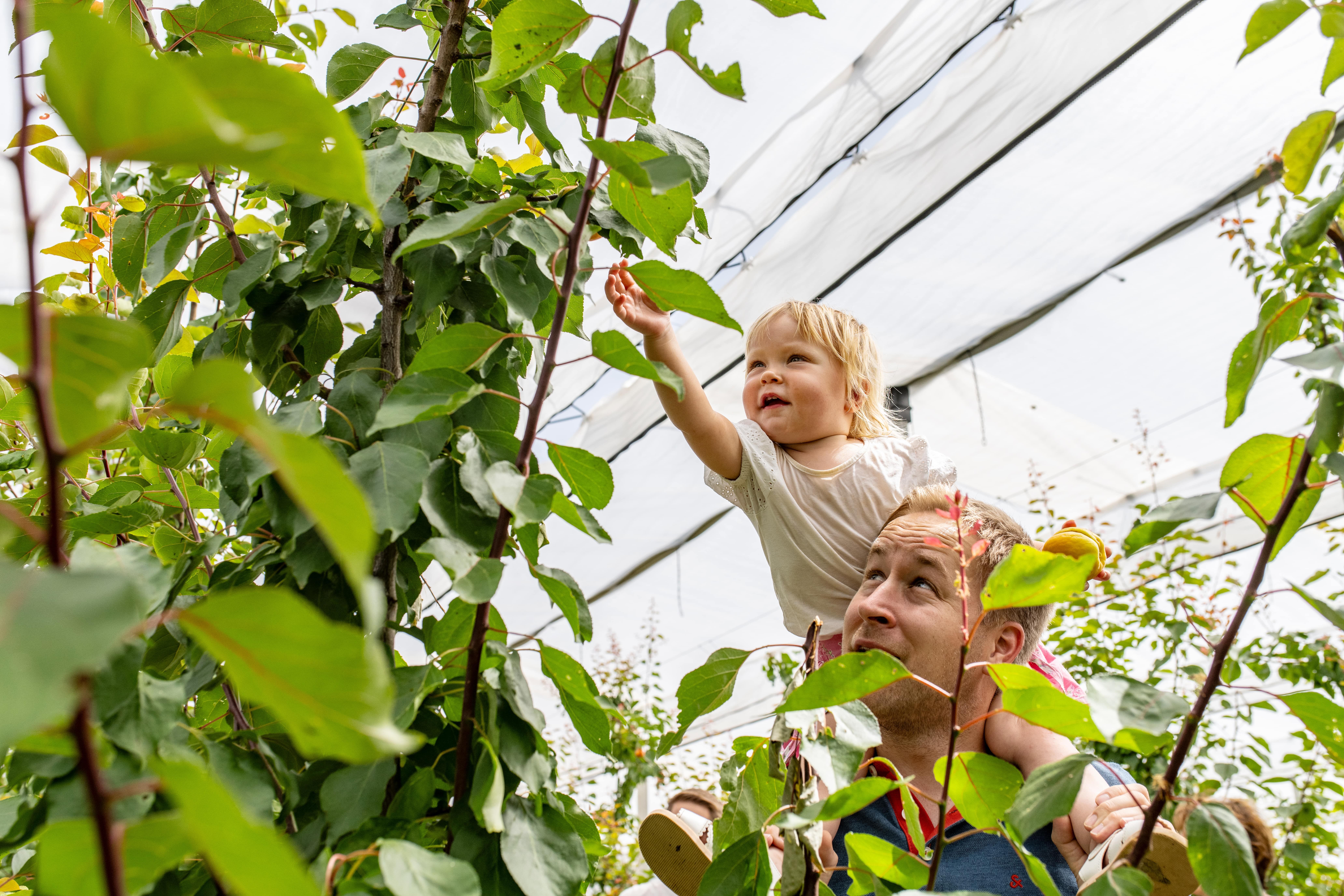 A child on the shoulders of an adult reaches for leaves in the orchard. 