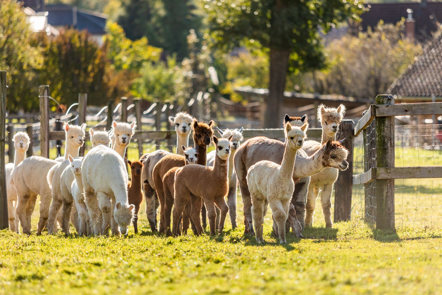 A group of alpacas stand in a green meadow, surrounded by fences and trees in the background.